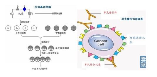 用于检测卡巴氧和喹赛多代谢产物的单克隆抗体及酶联免疫方法和试剂盒