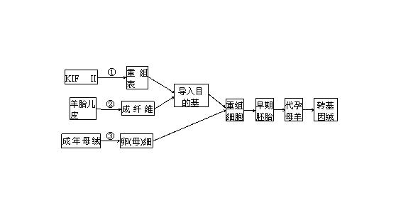 一种修饰的山羊防御素基因及制备方法和应用