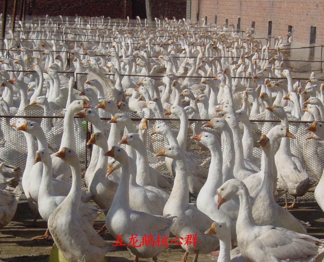 五龙鹅（豁眼鹅）快长系良种扩繁及配套技术